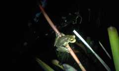 Trachycephalus mesophaeus