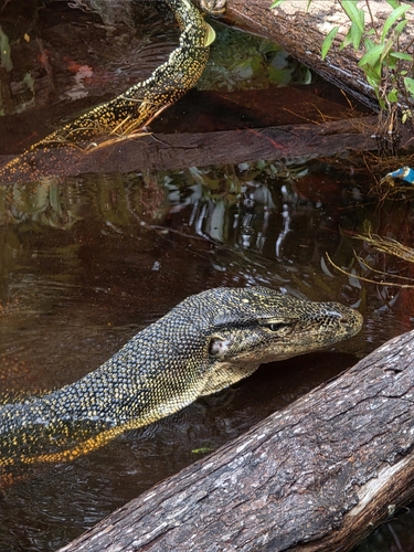 Varanus salvator