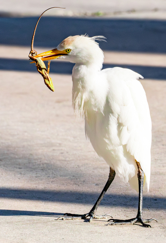 iNaturalist: (c) Aquaadeventures, some rights reserved (CC BY-NC), uploaded by Aquaadeventures iNaturalist image