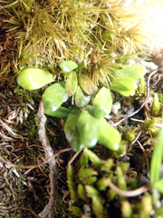 Notogrammitis crassior