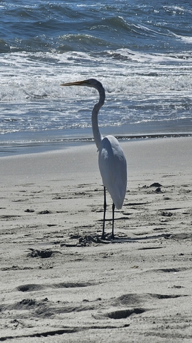 iNaturalist: (c) Victoria GutiƩrrez, some rights reserved (CC BY-NC), uploaded by Victoria GutiƩrrez iNaturalist image