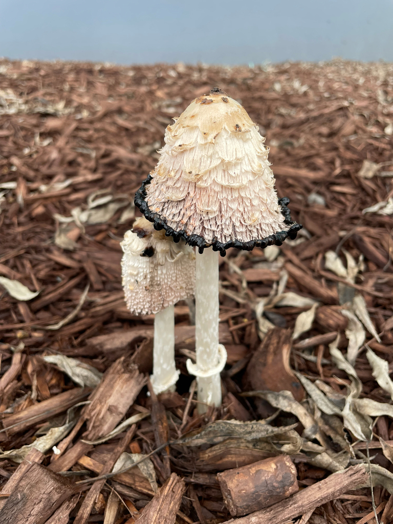 Coprinus comatus · January 2026 · photo: © antrozousamelia (iNaturalist, cc-by)