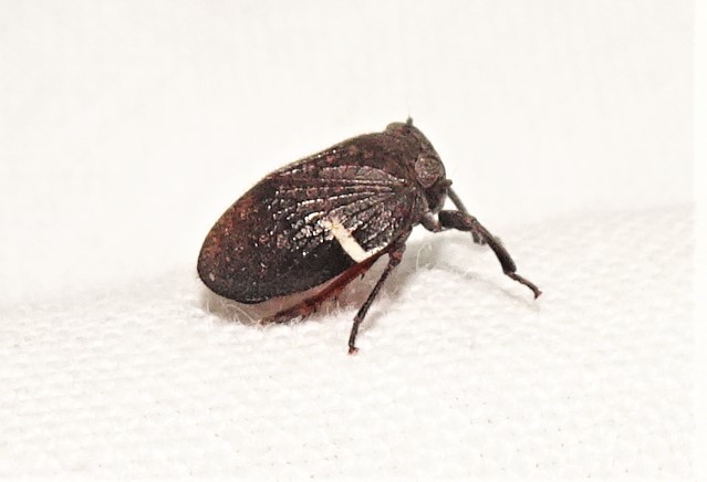 dardus wattle hopper