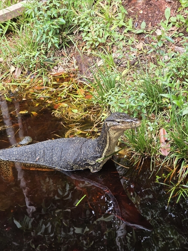 Varanus salvator