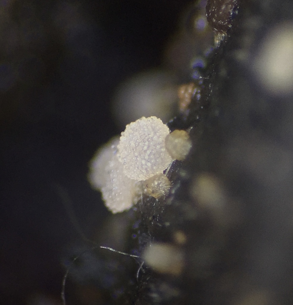 Coprotus