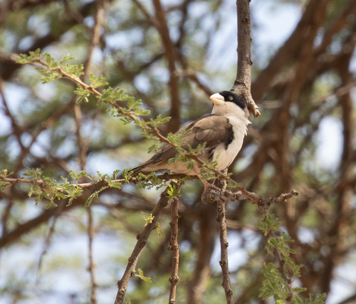 Black-capped Social Weaver (Pseudonigrita cabanisi), photo 2