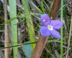 Veronica gracilis