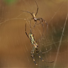 Trichonephila clavata