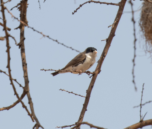 Black-capped Social Weaver (Pseudonigrita cabanisi), photo 7