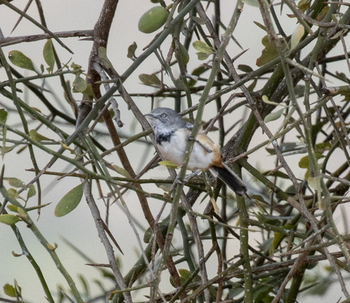 Banded Parisoma (Curruca boehmi), photo 2