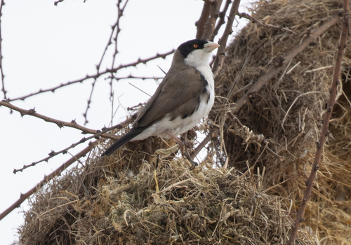Black-capped Social Weaver (Pseudonigrita cabanisi), photo 1