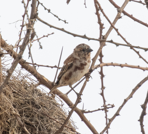 Chestnut Sparrow (Passer eminibey), photo 9