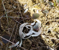 Callichthyidae