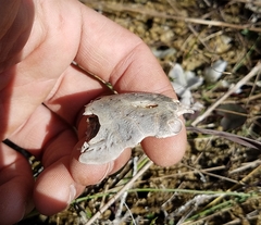 Callichthyidae