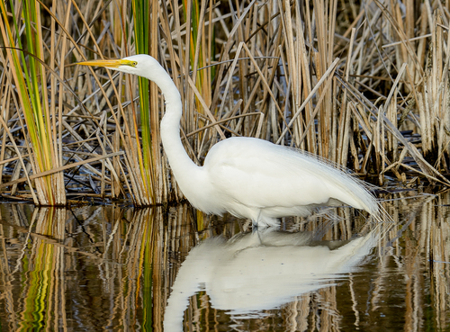 iNaturalist: (c) Carroll Perkins, some rights reserved (CC BY-NC), uploaded by Carroll Perkins iNaturalist image