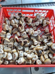 Concholepas concholepas