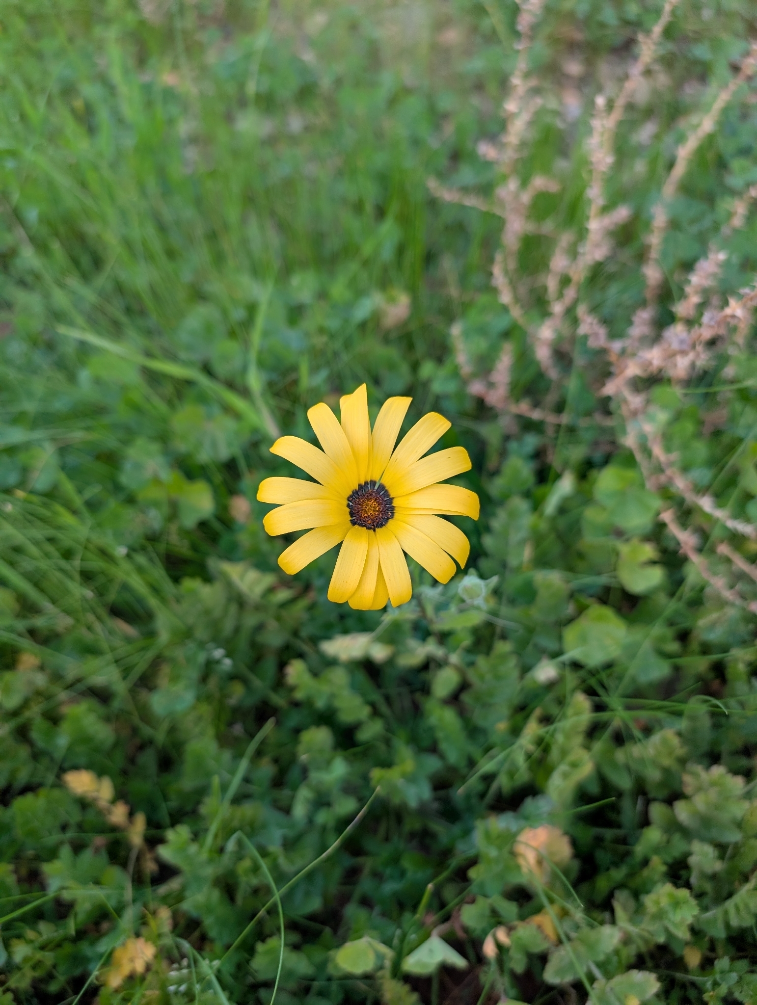 Imagem de Margarida