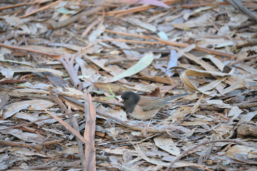 Dark-eyed Junco
