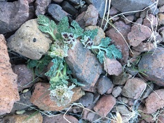Vesper purpurascens