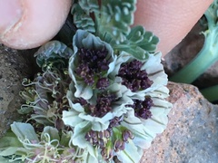 Vesper purpurascens
