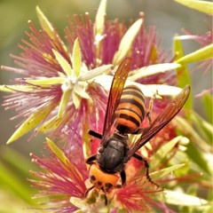 Vespa mandarinia japonica