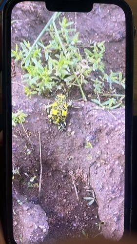 Crucifix Spadefoot Frog