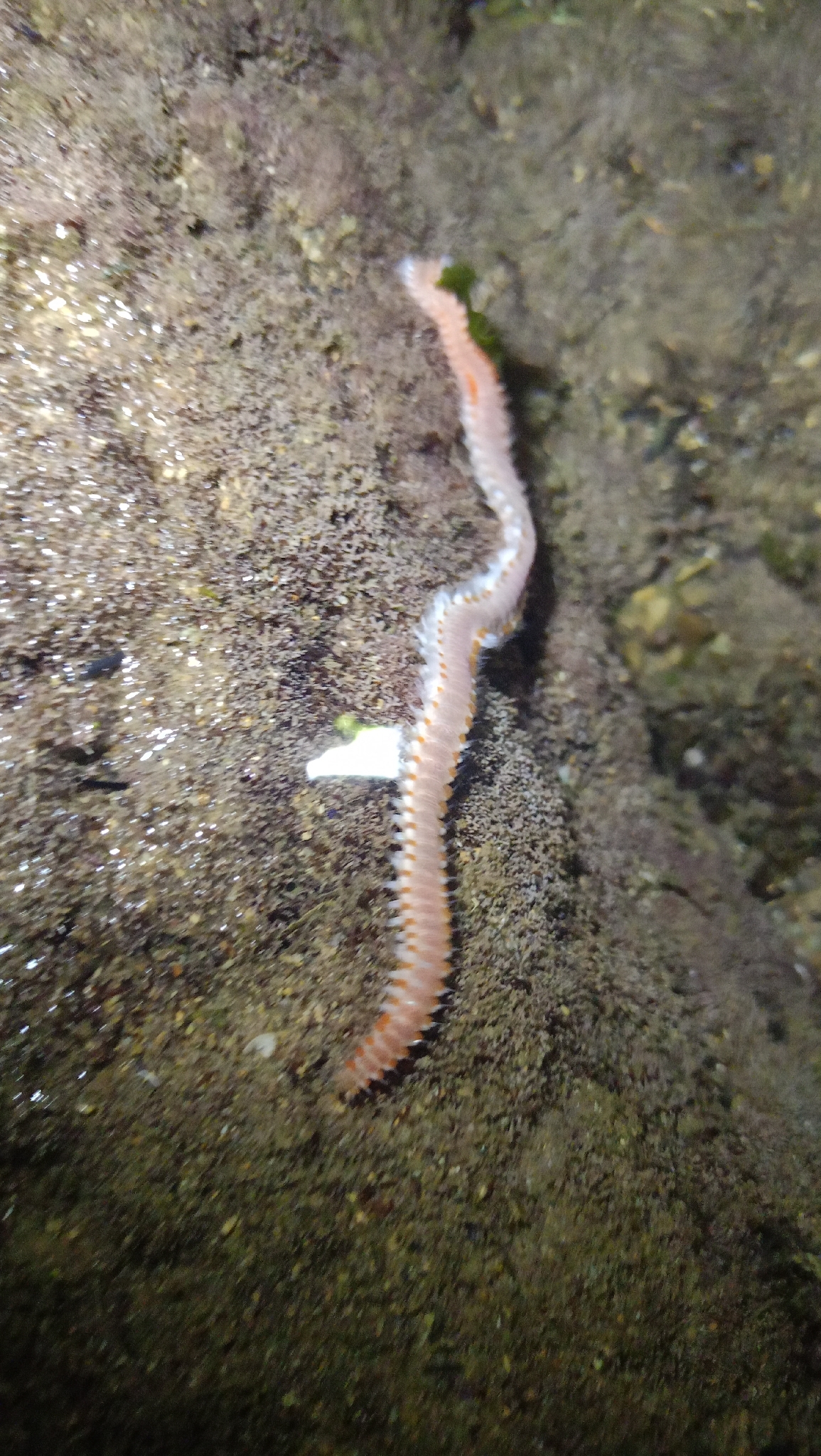 Eurythoe complanata (Pallas, 1766)