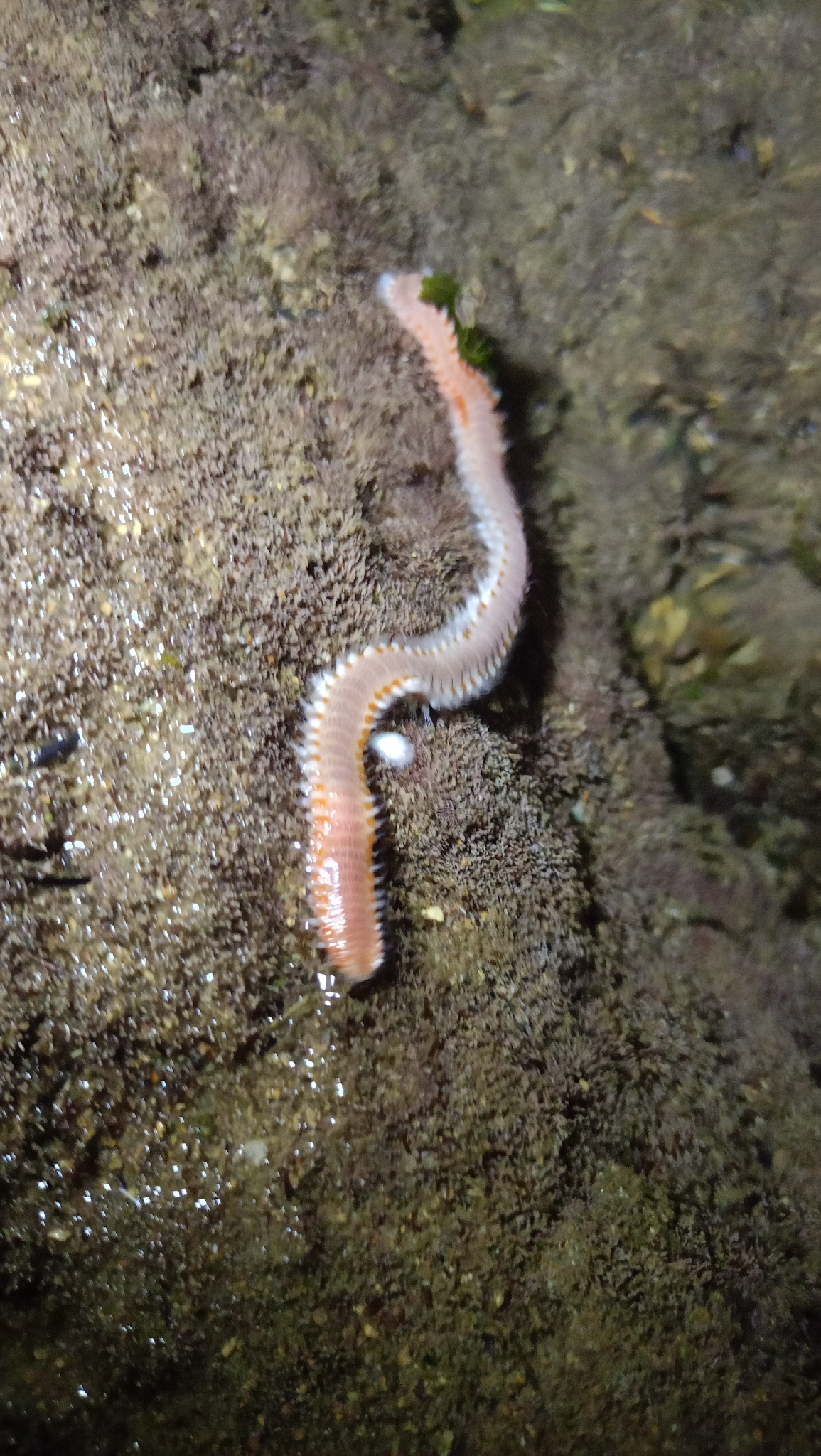 Eurythoe complanata (Pallas, 1766)