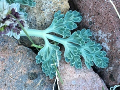 Vesper purpurascens