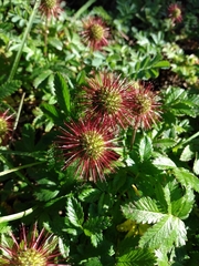 Acaena ovalifolia
