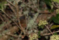 Scytalopus latebricola