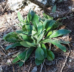 Lithospermum helleri