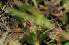 Scytalopus latebricola