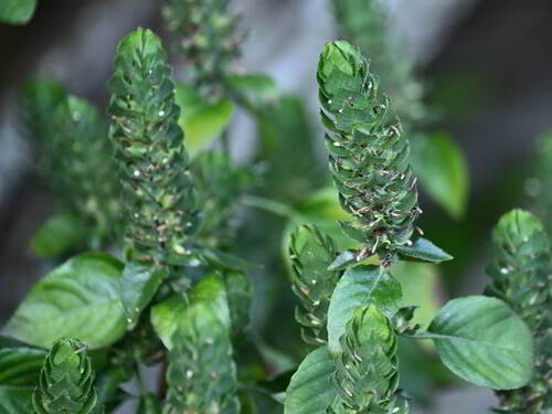 Foto de Camarão verde