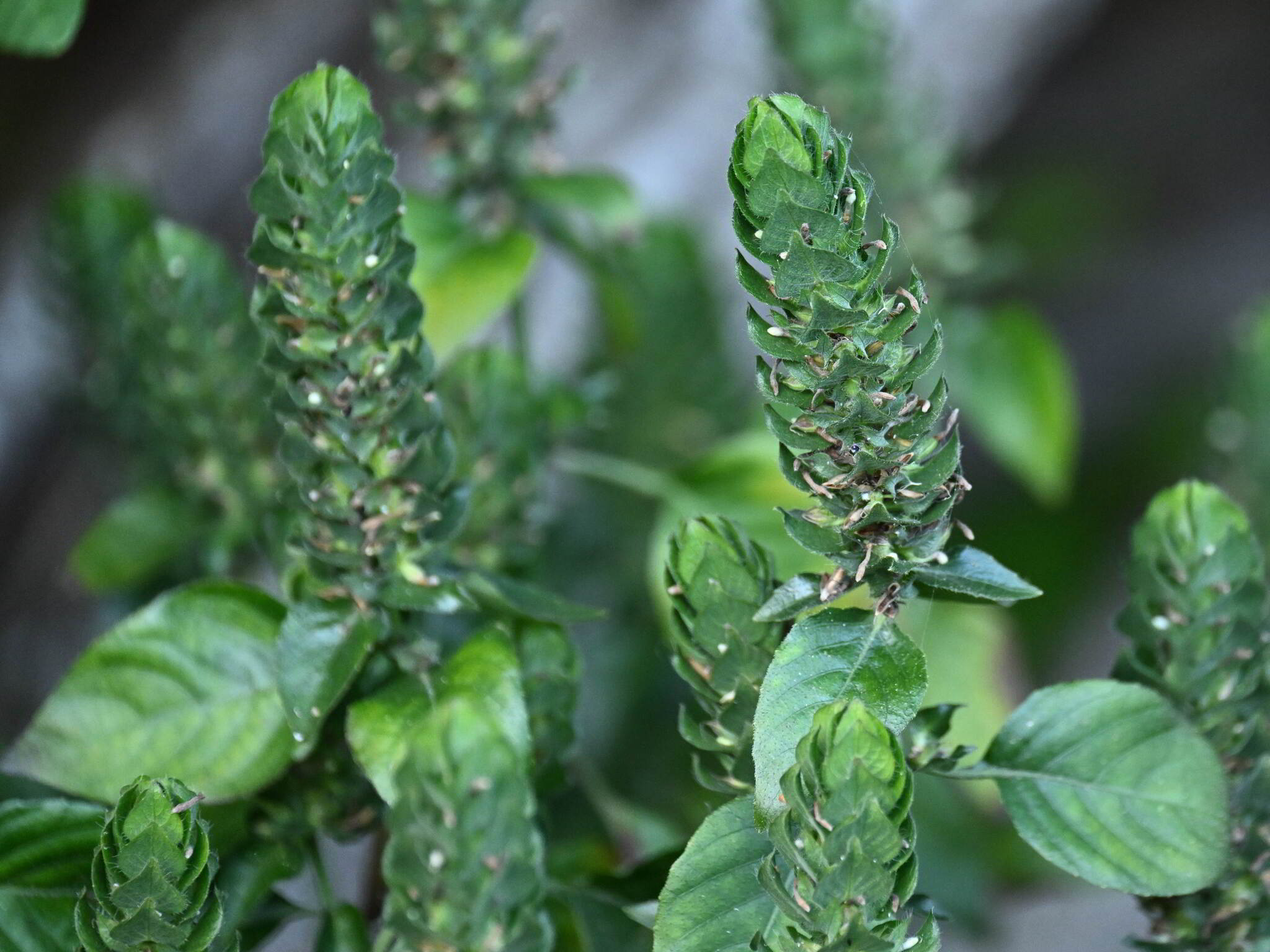 Imagem de Camarão verde