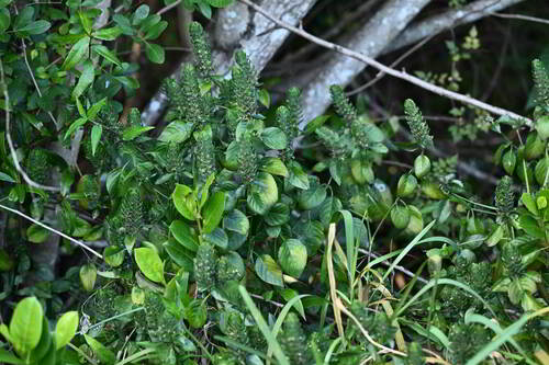 Foto de Camarão verde