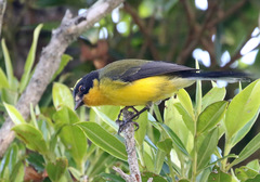 Myioborus flavivertex