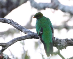 Pharomachrus fulgidus