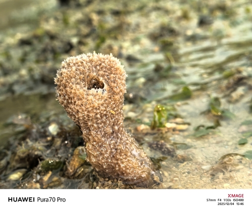 Callyspongia diffusa observed 2025-12-04