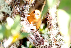 Synallaxis fuscorufa