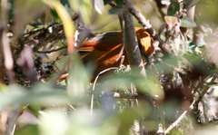 Synallaxis fuscorufa