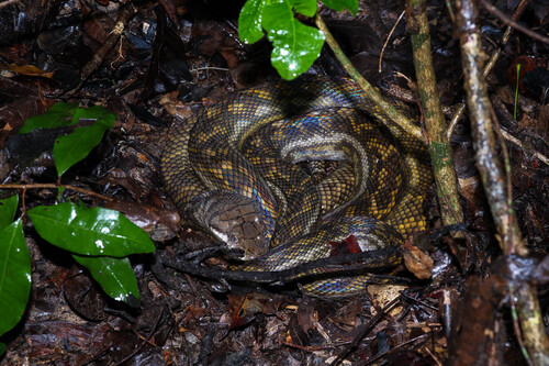 Australian Scrub Python