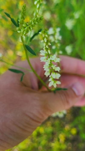 White Sweetclover