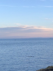 Megaptera novaeangliae