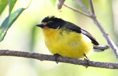 Myioborus flavivertex