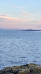 Megaptera novaeangliae