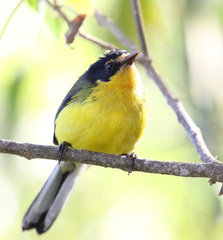 Myioborus flavivertex