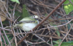 Hemitriccus granadensis