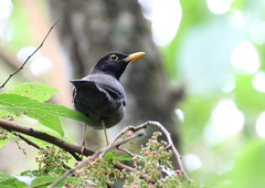 Turdus olivater