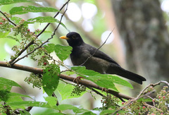 Turdus olivater